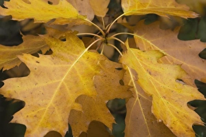Images Dated 17th September 2007: Red oak - Autumn leaves