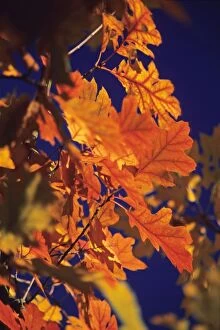 Red Oak - leaves in autumn colour