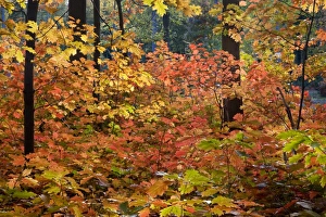 <b class=qtipBold><figcaption>Red Oak Tree - in autumn</figcaption></b><br><em>© Johan de Meester / ardea.com</em> Red Oak Tree - in autumn