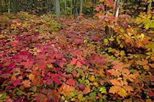 Leafs Prints: Red Oak Tree - in autumn