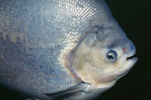 Images Dated 11th June 2004: Red Pacu Amazon River Basin, Brazil