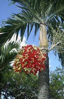 Caribbean Prints: Red Palm Fruits St Lucia West Indies