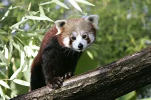 Crepuscular Prints: Red Panda