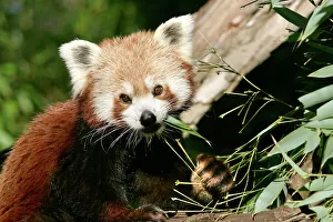 Panda Collection: Red Panda - eating bamboo