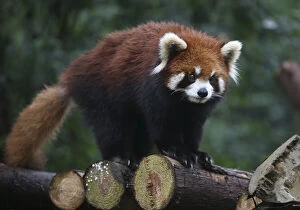 Images Dated 27th February 2008: The Red panda at the Giant Panda Protection