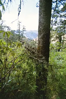 Red Panda / Lesser Panda / Red Cat-bear Nest