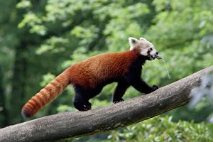 Panda Collection: Red Panda / Red Cat-bear - animal transporting bedding for den, Hessen, Germany