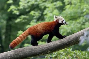 Captivity Prints: Red Panda / Red Cat-bear - animal transporting bedding for den, Hessen, Germany