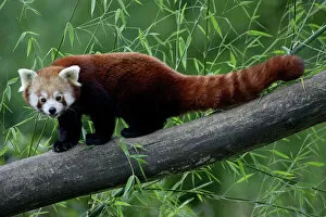 Images Dated 1st September 2006: Red Panda / Red Cat-bear - animal on tree stem, Hessen, Germany