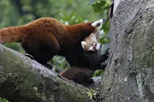 Red Panda / Red Cat-bear - female transporting baby animal, Hessen, Germany