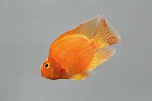 Cichlids Prints: Red Parrot Cichlid – hybrid of red headed & midas cichlids side view grey background tropical freshwater 002126