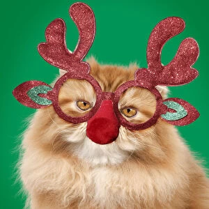 Red Persian Cat wearing Christmas glasses, Grumpy