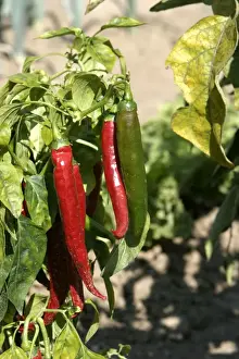 Peppers Prints: Red Pimento