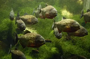 Schools Prints: Red Piranha- lagoons and rivers in Matto Grosso and Amazon Basin, South America