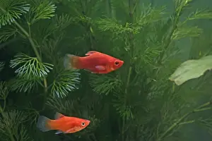 Red platy – pair side view - tropical freshwater – Central America 002607
