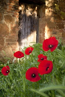 Images Dated 21st January 2013: Red Poppies in front of ancient door below