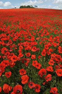 Agricultural Collection: Red Poppies in April Faringdon Oxon UK
