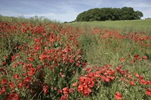 Red Poppies in field near Cirencester, Cotswolds, UK