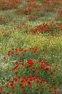 Red Poppy Field in Central Turkey during