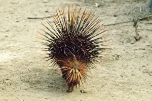 Sri Lanka Prints: Red Porcupine Sri Lanka