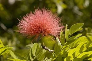 Red powder puff in flower
