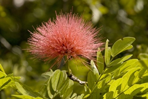 Images Dated 20th February 2006: Red powder puff in flower. Native to Bolivia, but widely planted in warmer areas