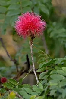 Shrubs Prints: Red Powderpuff - Botanical Gardens