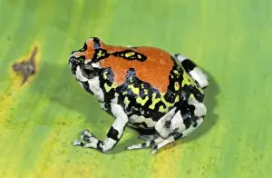 Red Rain Frog - Isalo National Park - Madagascar