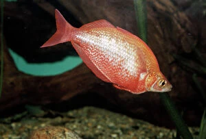 Papua New Guinea Collection: Red Rainbowfish New Guinea
