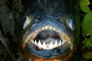 Images Dated 19th April 2004: Red / Red-Bellied Piranha - mouth wide open showing teeth - Venezuela