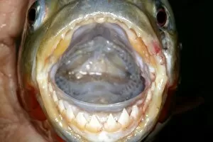 Piranha Gallery: Red / Red-Bellied Piranha - mouth wide open showing teeth