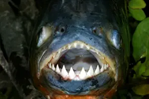 Jaws Prints: Red / Red-Bellied Piranha - mouth wide open showing teeth - Venezuela