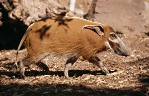 Red River Hog / Western Bush Pig FG 10715 Western & Central Africa Francois Gohier © Francois Gohier / ARDEA LONDON