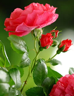 Botany Gallery: Red rose