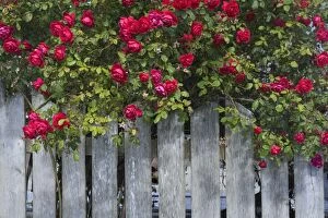 Red Rose Bush - hanging over a picket fence