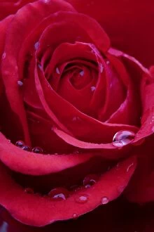 Images Dated 2nd October 2007: Red Rose - close-up