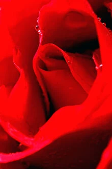 Images Dated 23rd October 2006: Red Rose - closeup