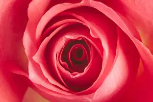Valentine Prints: Red Rose Flower Close up