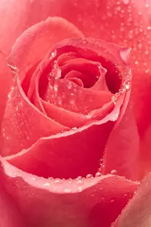 Red Rose Flower Close up