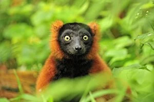 Images Dated 14th October 2008: Red Ruffed Lemur