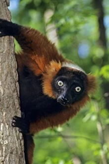 Images Dated 22nd July 2005: Red-ruffed lemur 3mp86