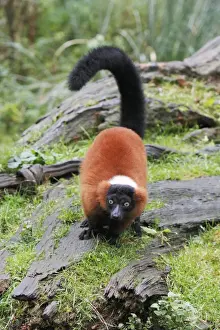 Red Ruffed Lemur - feeding on ground, distribution - Madagascar