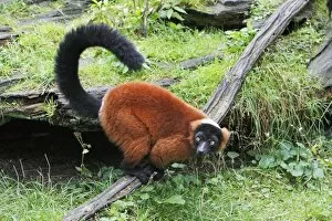 Images Dated 24th September 2008: Red Ruffed Lemur - feeding on ground