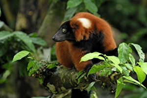 Images Dated 15th November 2007: Red ruffed Lemur - Masoala - Madagascar