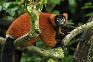 Images Dated 15th November 2007: Red ruffed Lemur - Masoala - Madagascar