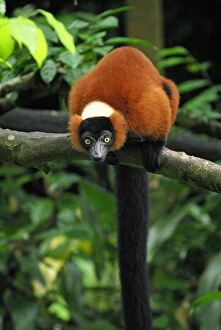Images Dated 15th November 2007: Red ruffed Lemur - Masoala - Madagascar