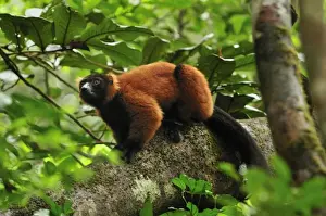 Red Ruffed Prints: Red Ruffed Lemur - Masoala National Park - Madagascar