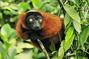 Red Ruffed Prints: Red Ruffed Lemur - Masoala National Park - Madagascar