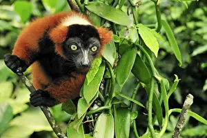 Red Ruffed Lemur - Masoala National Park - Madagascar