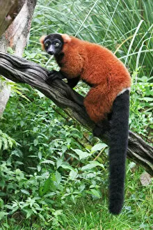 Red Ruffed Lemur - sitting on branch